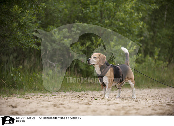 Beagle / Beagle / AP-13599