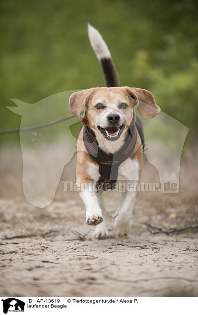 laufender Beagle / walking Beagle / AP-13619