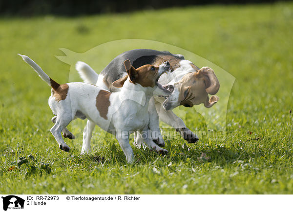 2 Hunde / 2 dogs / RR-72973