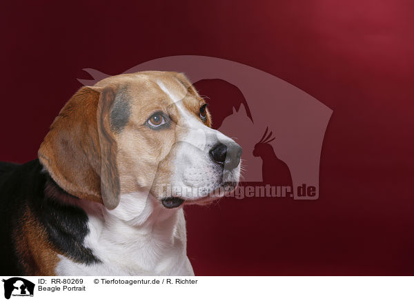 Beagle Portrait / RR-80269