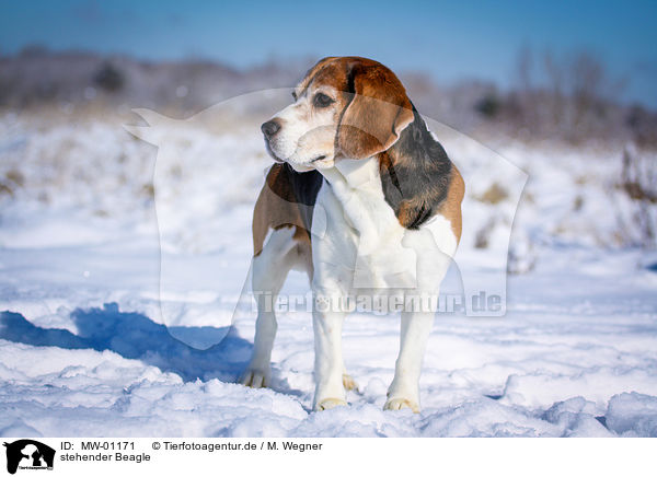 stehender Beagle / standing Beagle / MW-01171