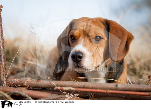 Beagle / Beagle / MW-03692