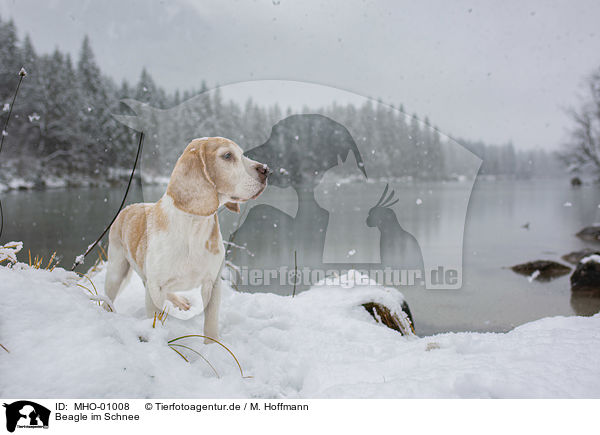 Beagle im Schnee / MHO-01008