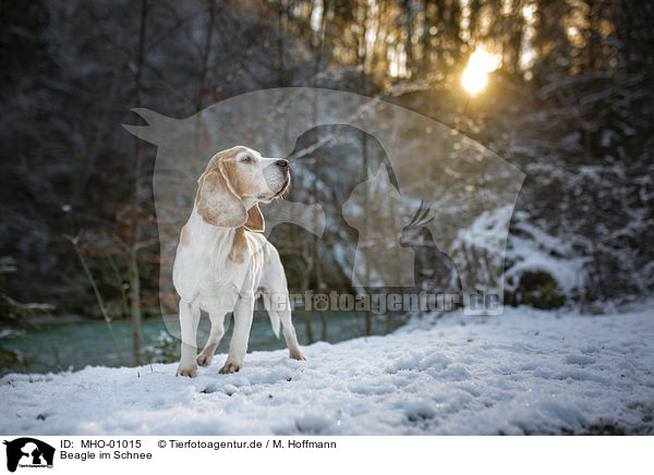 Beagle im Schnee / Beagle in the snow / MHO-01015