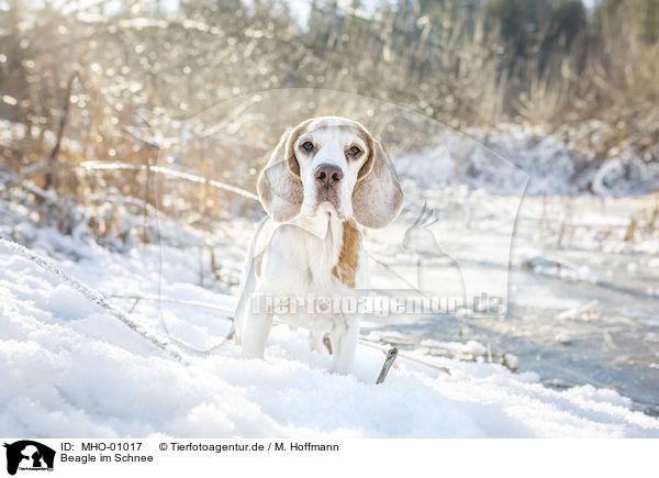 Beagle im Schnee / MHO-01017