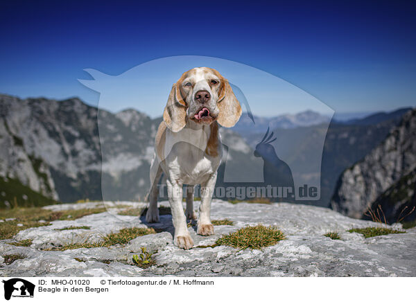 Beagle in den Bergen / Beagle in the mountains / MHO-01020