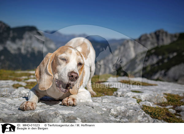 Beagle in den Bergen / Beagle in the mountains / MHO-01023