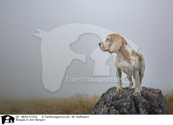 Beagle in den Bergen / Beagle in the mountains / MHO-01032