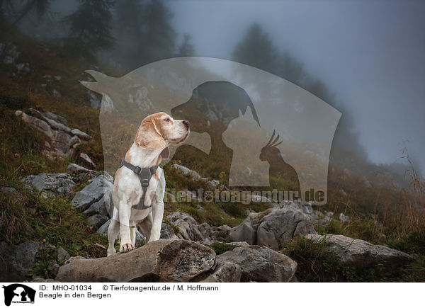 Beagle in den Bergen / Beagle in the mountains / MHO-01034