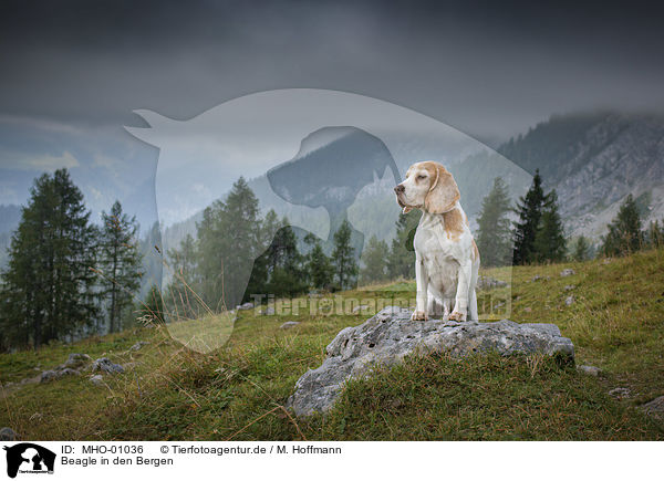 Beagle in den Bergen / Beagle in the mountains / MHO-01036