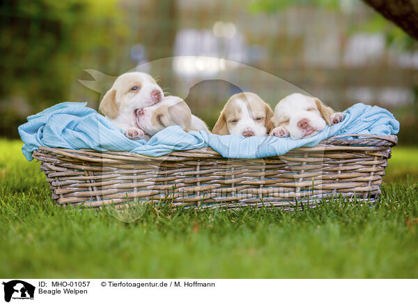 Beagle Welpen / Beagle puppies / MHO-01057