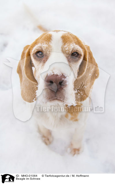 Beagle im Schnee / MHO-01064