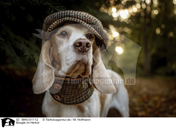 Beagle im Herbst / MHO-01112