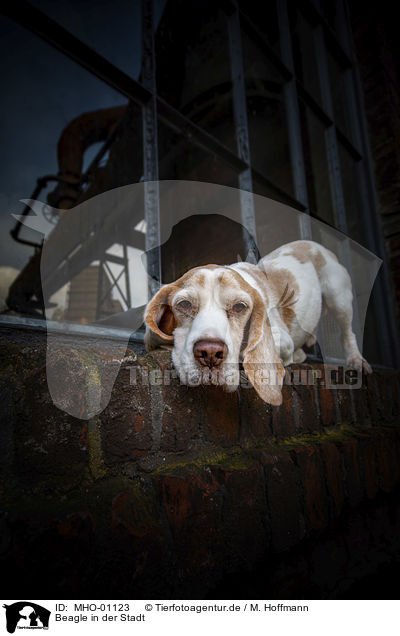 Beagle in der Stadt / Beagle in the city / MHO-01123