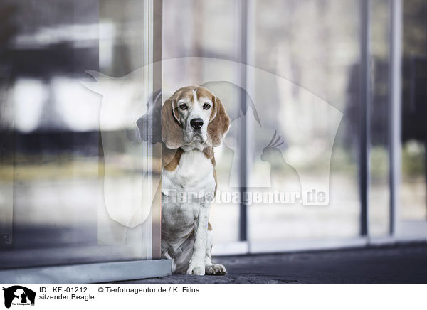 sitzender Beagle / sitting Beagle / KFI-01212