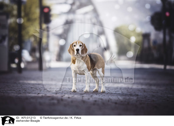 stehender Beagle / standing Beagle / KFI-01213