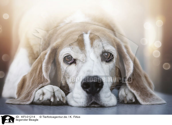 liegender Beagle / lying Beagle / KFI-01214