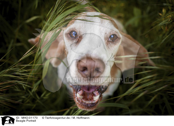 Beagle Portrait / Beagle portrait / MHO-01170