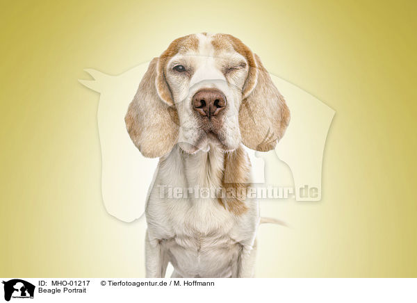Beagle Portrait / Beagle portrait / MHO-01217