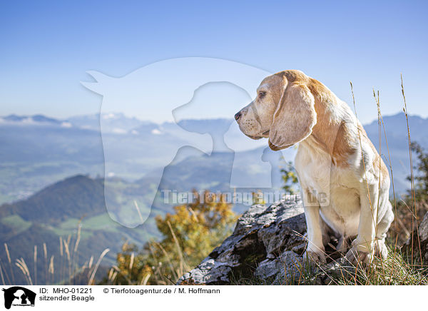 sitzender Beagle / sitting Beagle / MHO-01221