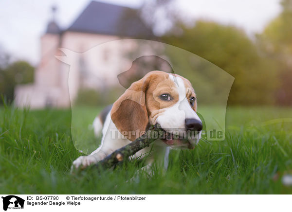 liegender Beagle Welpe / lying Beagle puppy / BS-07790