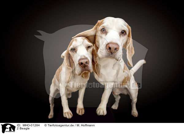 2 Beagle / 2 Beagle / MHO-01284