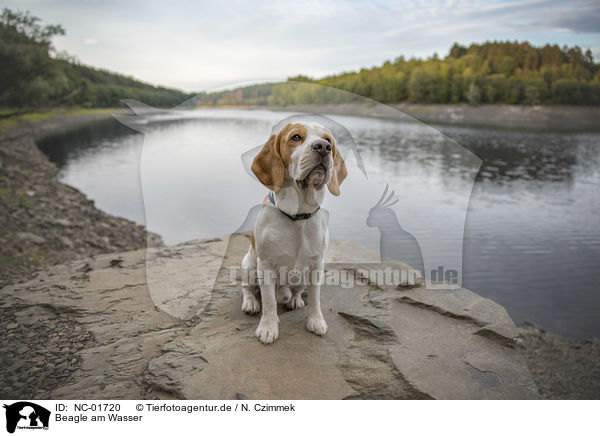Beagle am Wasser / NC-01720