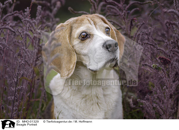 Beagle Portrait / Beagle portrait / MHO-01329