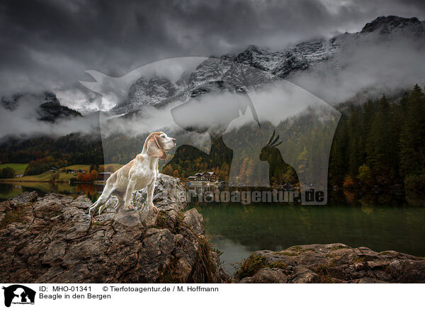 Beagle in den Bergen / Beagle in the mountains / MHO-01341