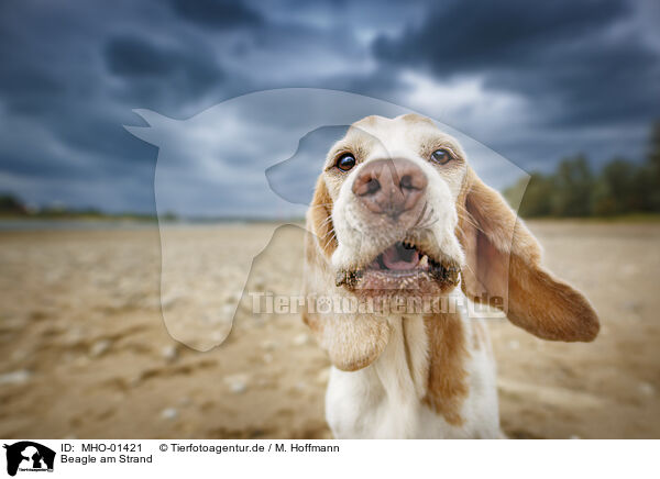 Beagle am Strand / MHO-01421
