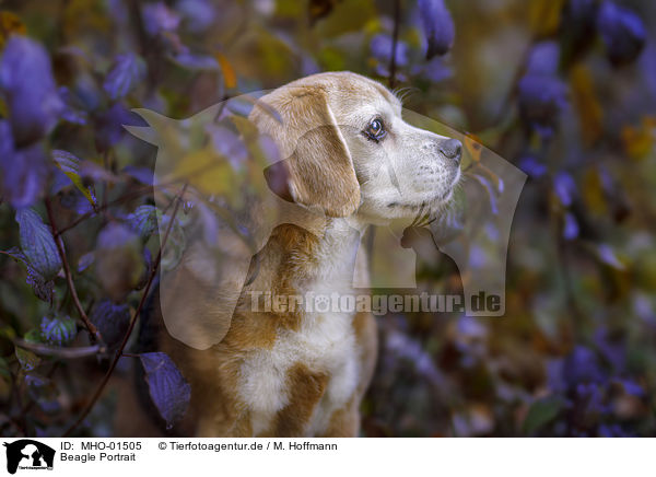 Beagle Portrait / Beagle portrait / MHO-01505