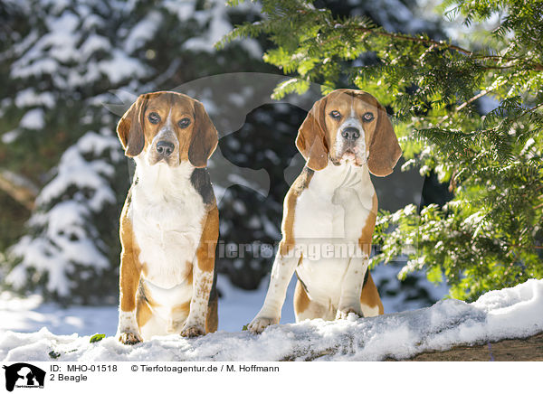 2 Beagle / 2 Beagle / MHO-01518