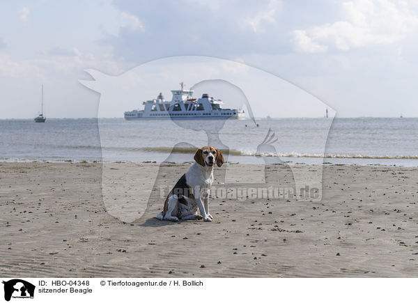 sitzender Beagle / sitting Beagle / HBO-04348