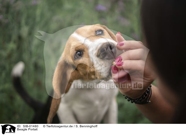 Beagle Portait / Beagle Portrait / SIB-01480