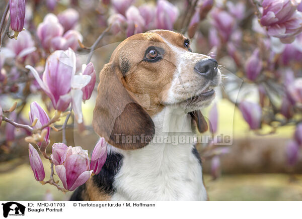 Beagle Portrait / MHO-01703