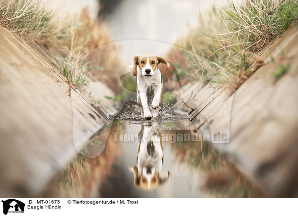 Beagle Hndin / female Beagle / MT-01675