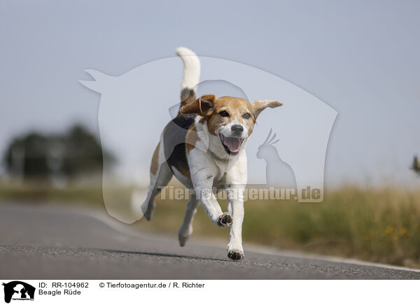 Beagle Rde / male Beagle / RR-104962