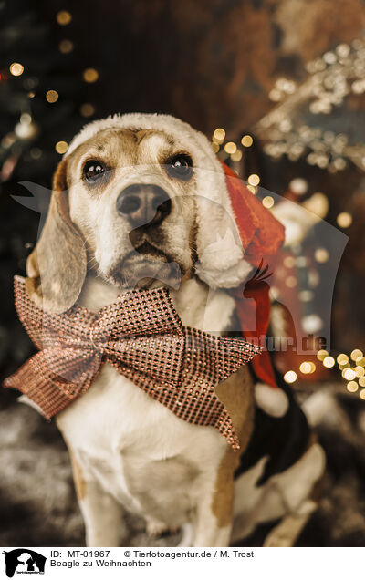 Beagle zu Weihnachten / MT-01967