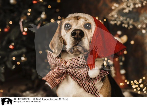 Beagle zu Weihnachten / MT-01968