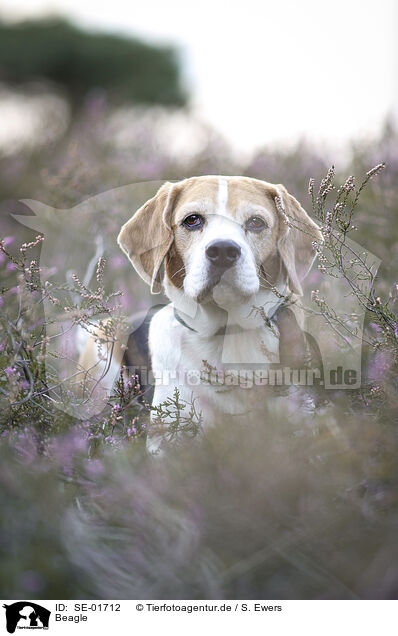 Beagle / SE-01712