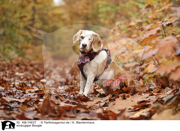 einugiger Beagle / one-eyed beagle / KB-14637