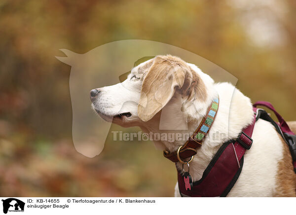 einugiger Beagle / KB-14655