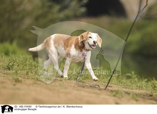 einugiger Beagle / one-eyed beagle / KB-15495