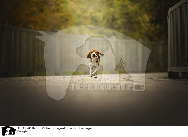 Beagle / Beagle / CF-01995