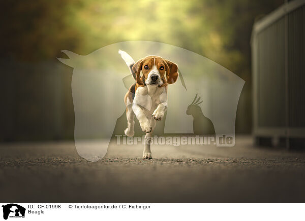 Beagle / Beagle / CF-01998