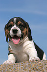 Beagle Welpe