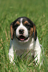 Beagle Welpe