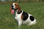 sitzender Beagle