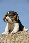 Beagle Welpe