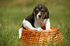 Beagle Welpe im Krbchen